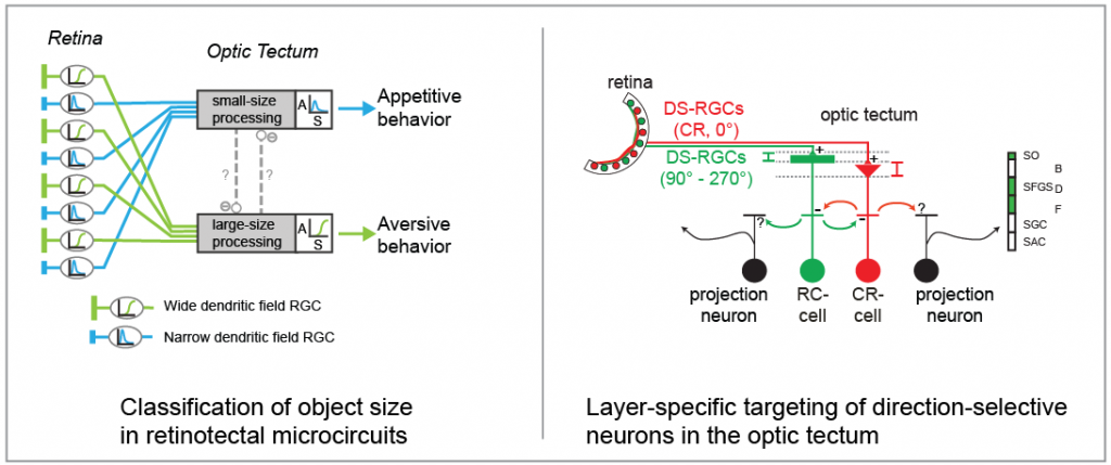 Schematic models of parallel pathways from the retina